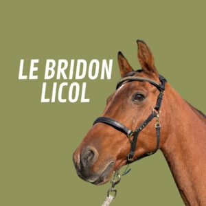 Bridon-licol
