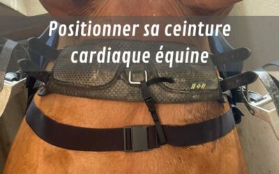 Comment positionner une ceinture cardiaque équine ?