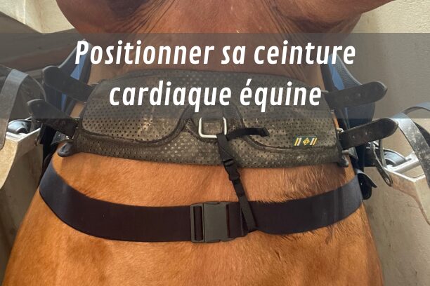 Comment positionner une ceinture cardiaque équine ?