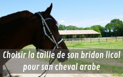 Choisir un bridon licol pour mon cheval arabe