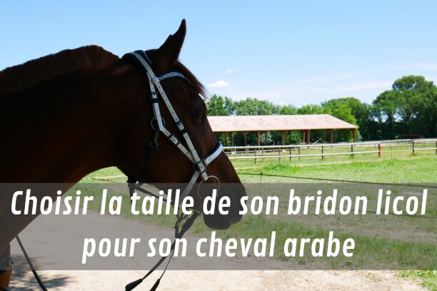 Choisir un bridon licol pour mon cheval arabe