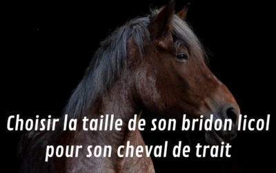 Comment choisir mon bridon-licol pour mon cheval de trait ?