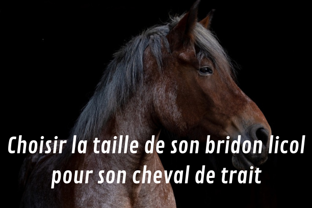 Comment choisir mon bridon-licol pour mon cheval de trait ?