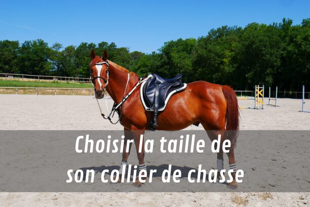 Choisir la taille de son collier de chasse