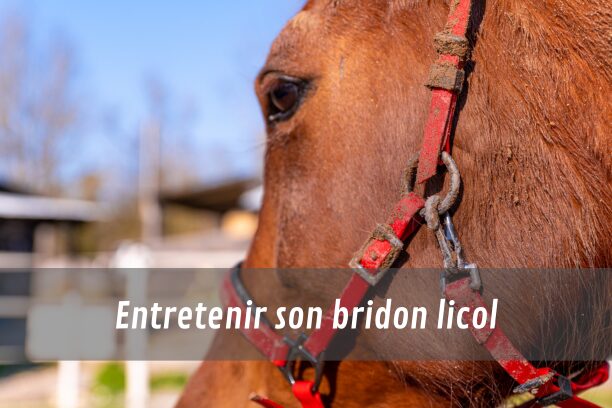 Entretenir son bridon-licol