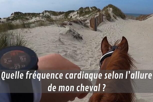 Quelle fréquence cardiaque selon l’allure de mon cheval ?