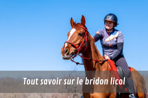 Tout savoir sur le bridon licol