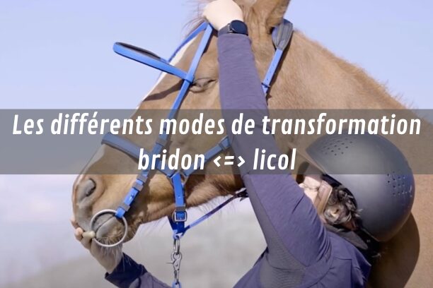 Choisir son bridon licol : les différents modes de transformation